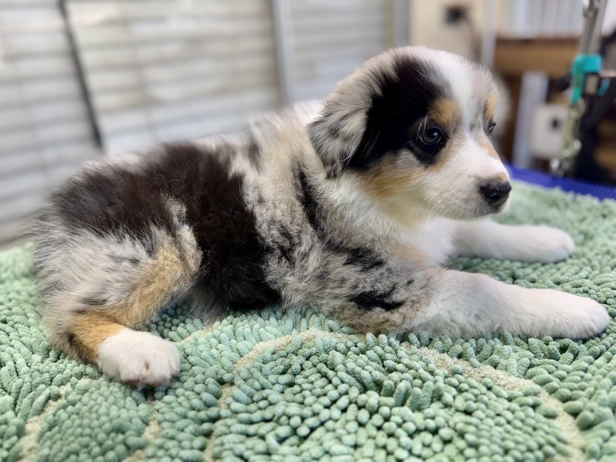 Peppermint Blue Merle Female