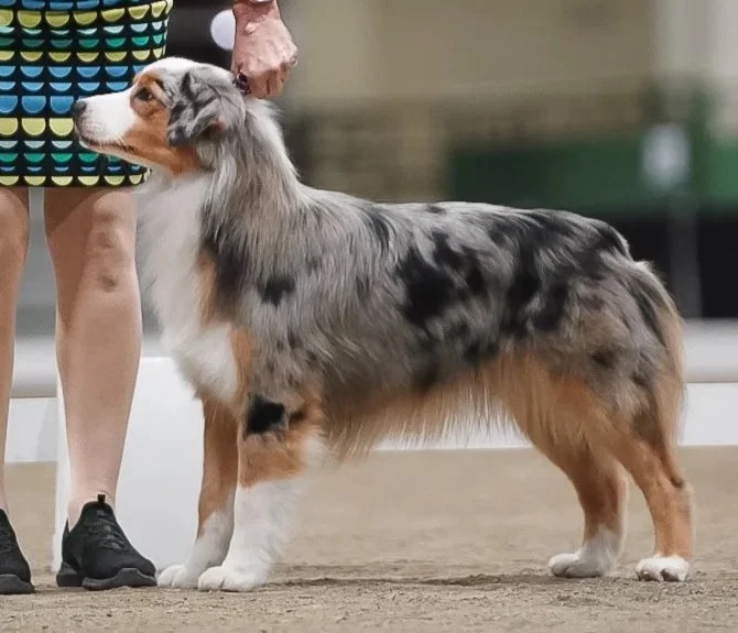 Roulette Blue Merle