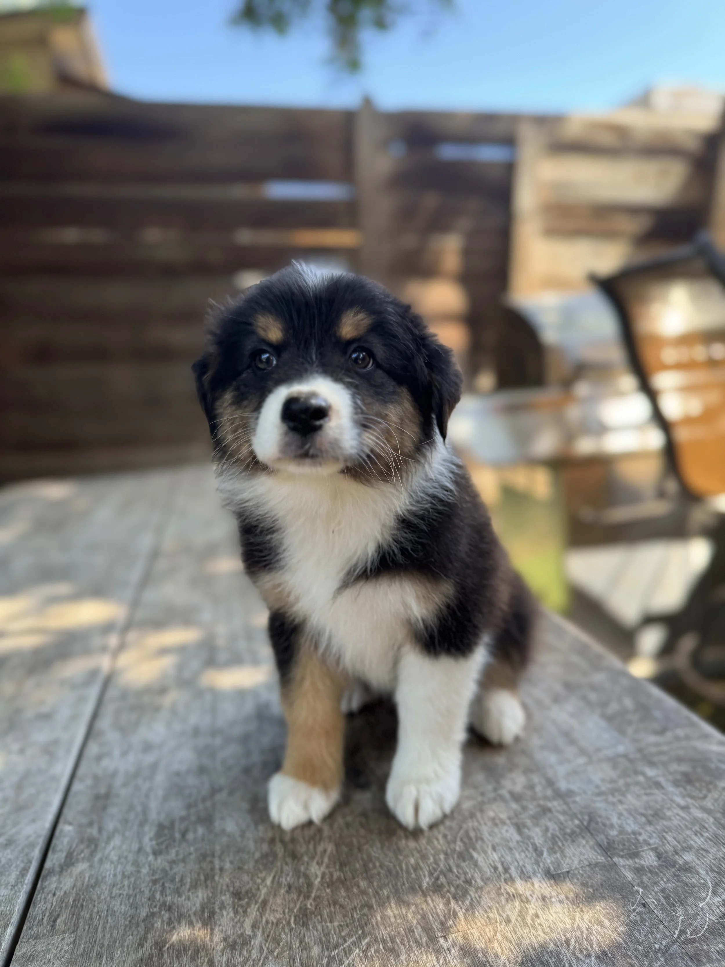 Caraway Black Tri Female