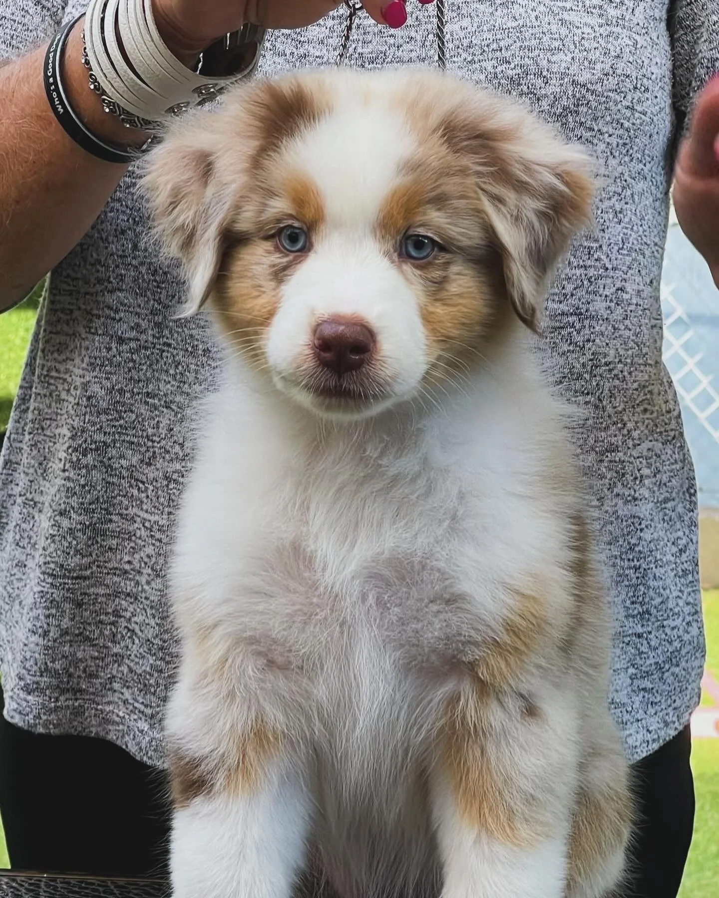 Tri Merle Blue Merle Black Tri Red Tri Red Merle Puppies ASCA AKC OFA Health ...