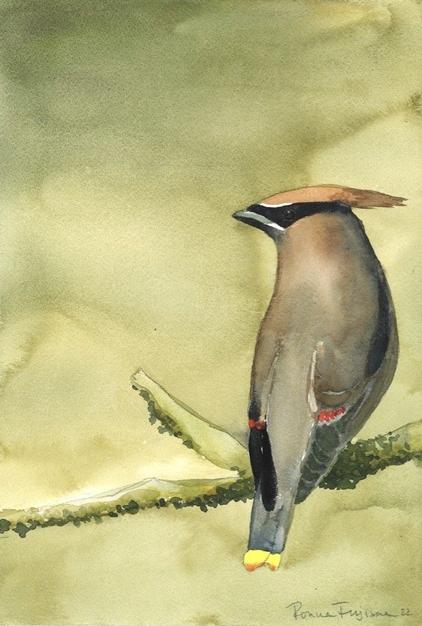 Cedar Waxwing 1.jpg