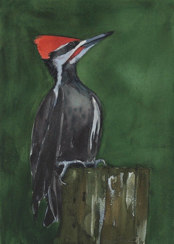Pileated Woodpacker.jpg