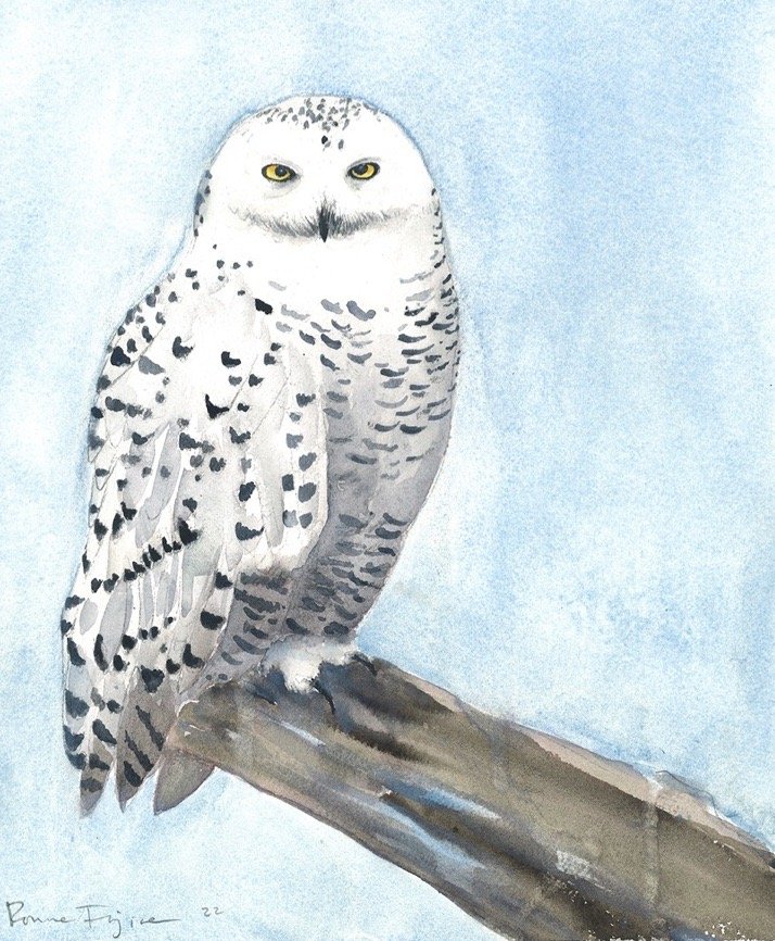 Snowy Owl.jpg