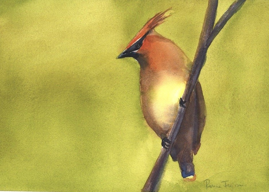 Cedar Waxwing 2.jpg