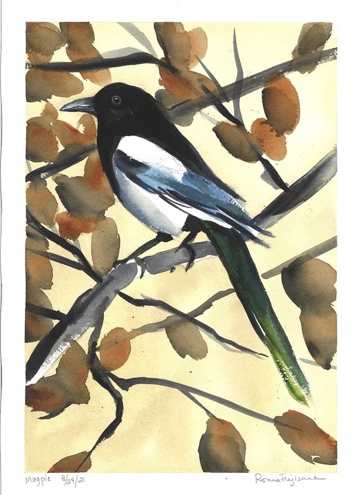 Magpie.jpg