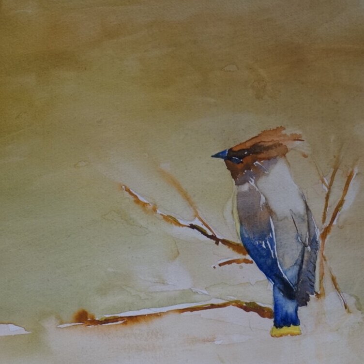 cedar waxwing
