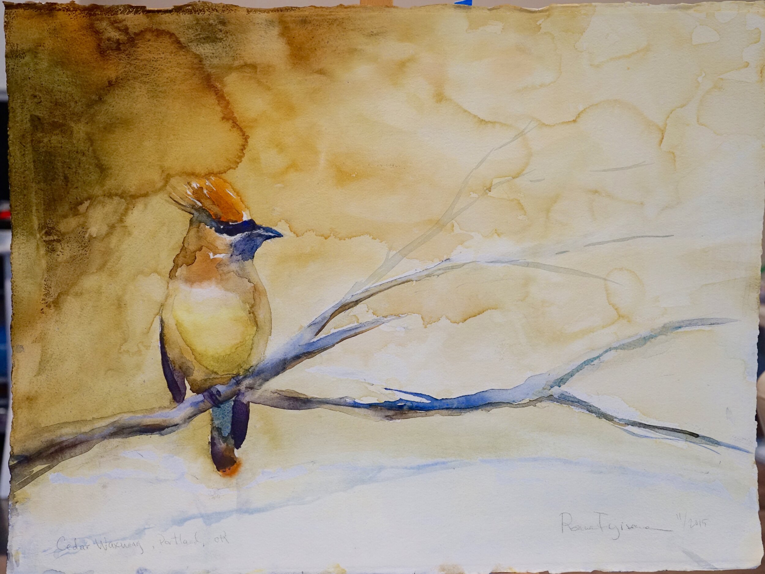 cedar waxwing