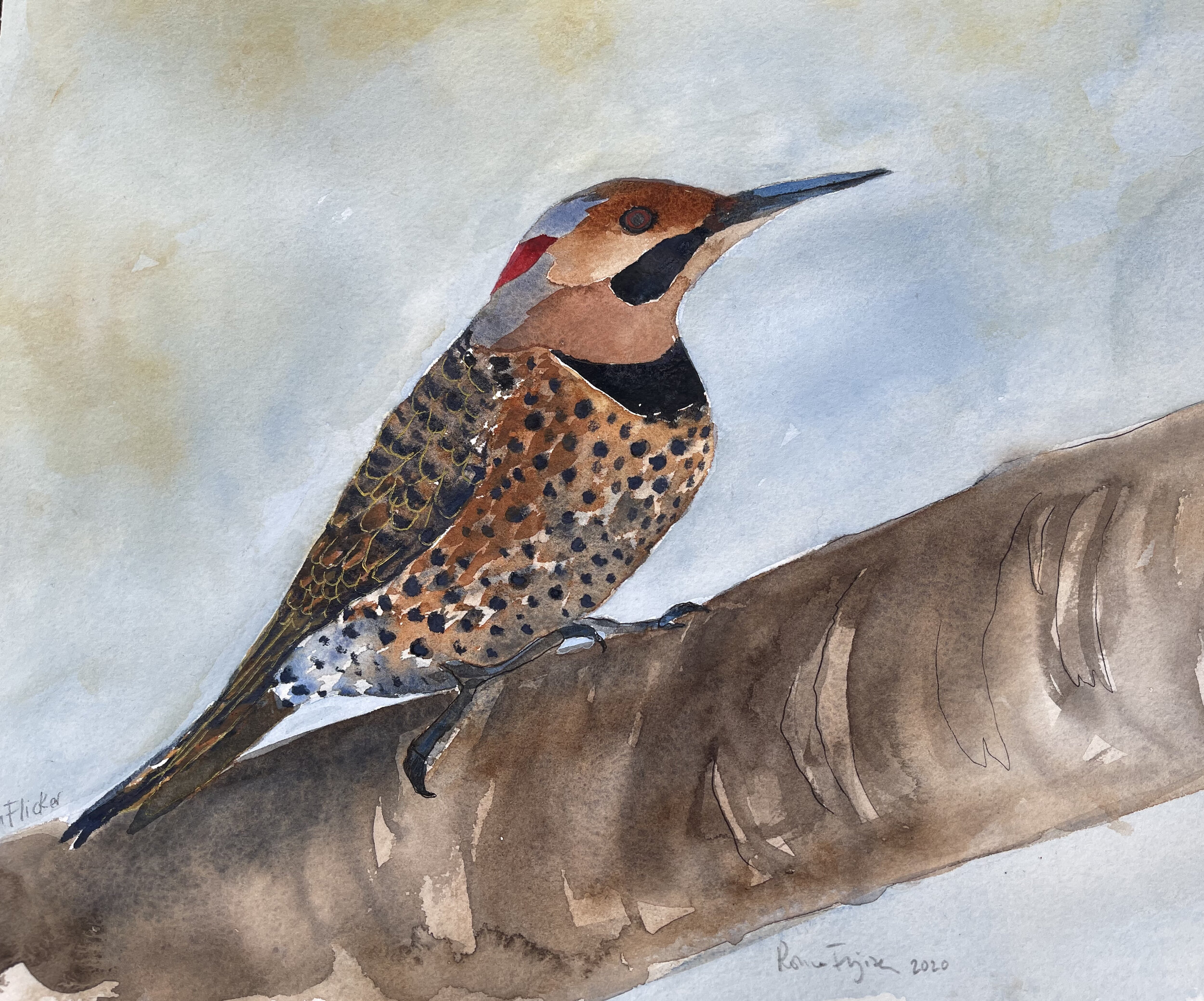 northern flicker