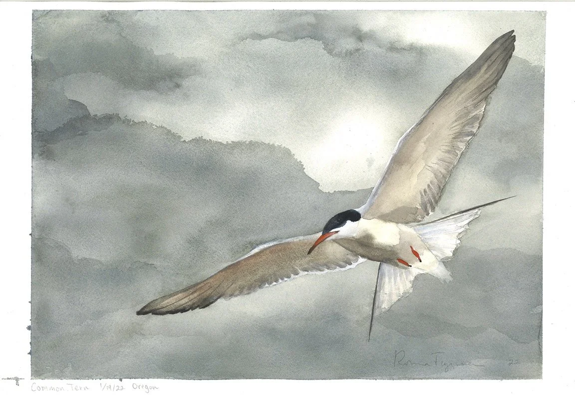 Common Tern.jpg