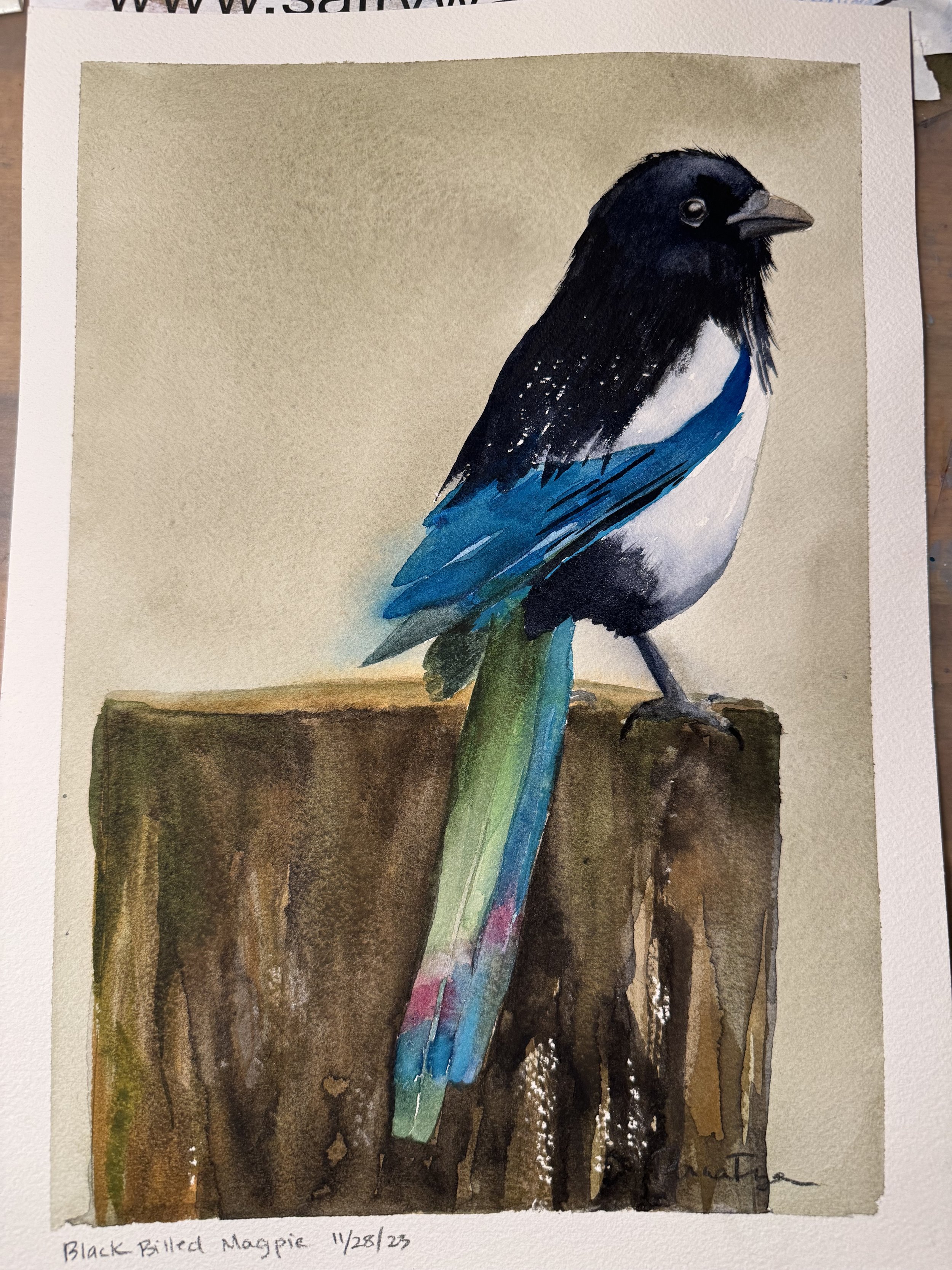 Harris Black Crowned Night Heron - Original Watercolor/Ink Painting -  11x14