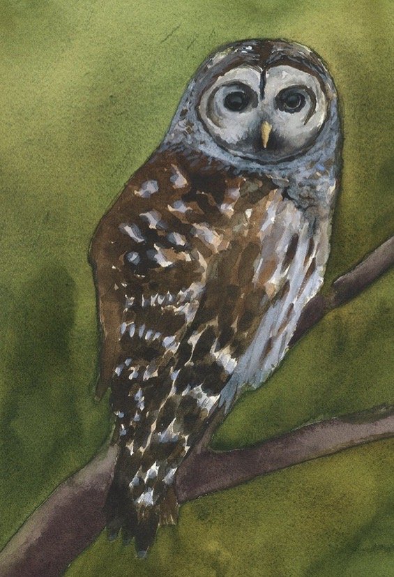 Barred Owl.jpg