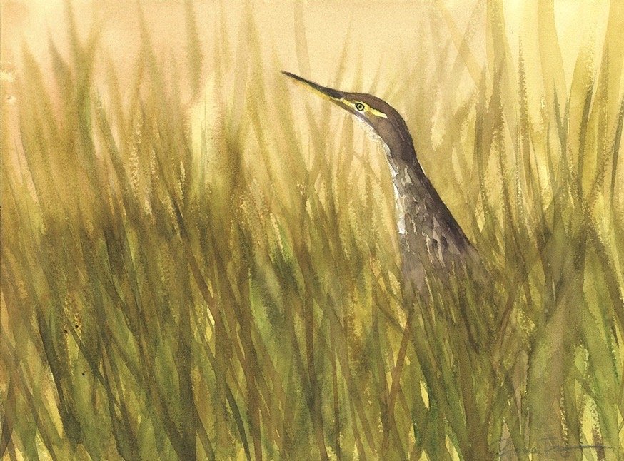 American Bittern.jpg