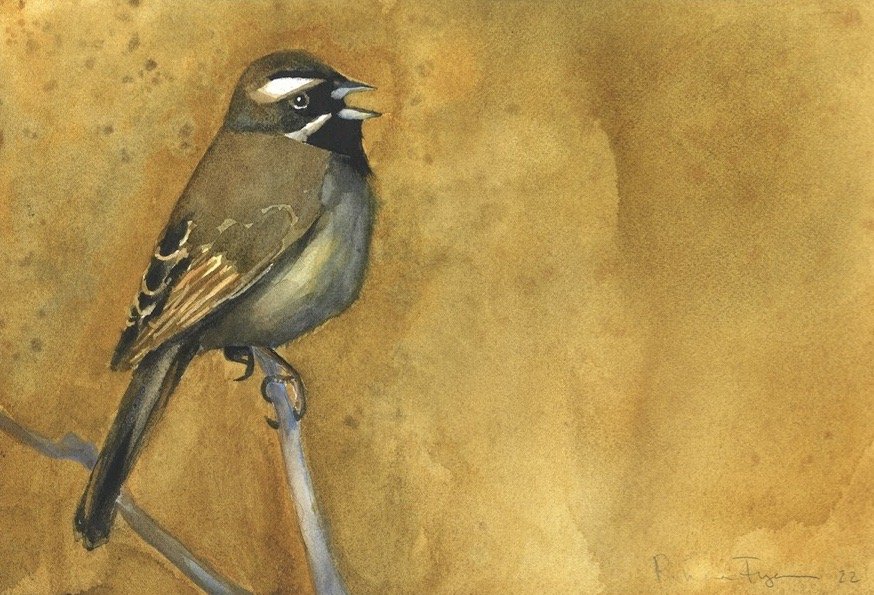 Black Throated Sparrow.jpg