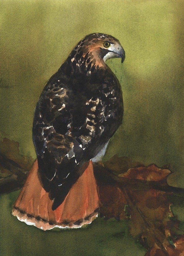 Red Tailed Hawk.jpg