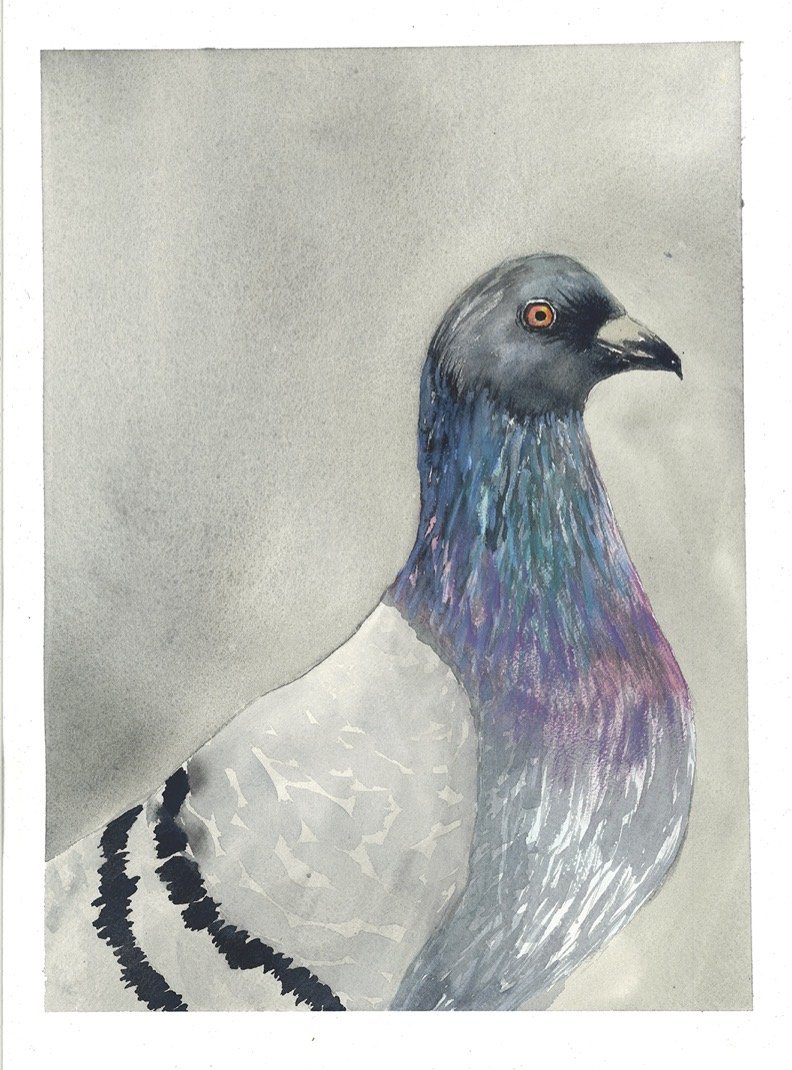 Pigeon.jpg