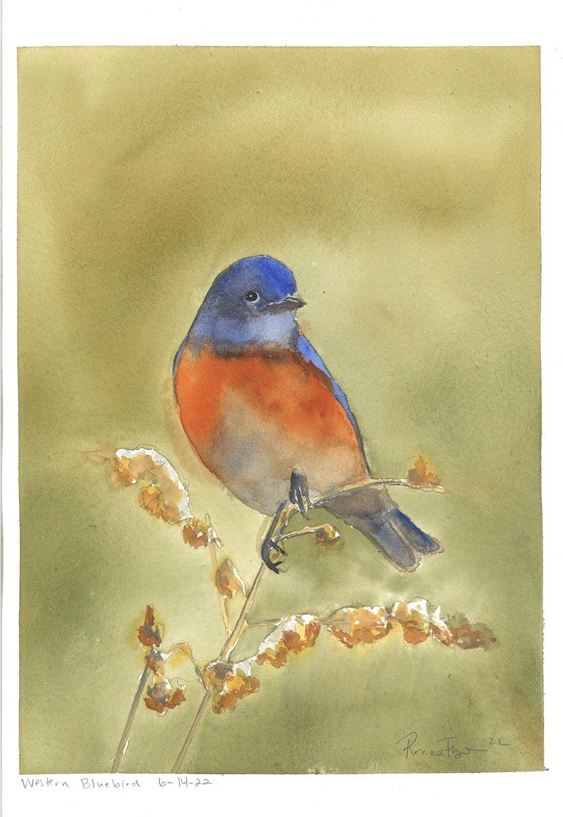 Western Bluebird.jpg