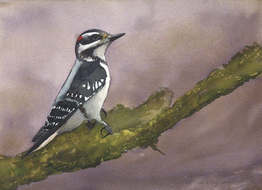 Downy Woodpecker.jpg