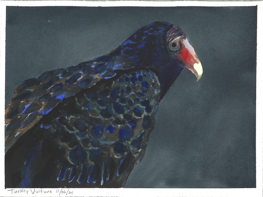 Turkey Vulture.jpg