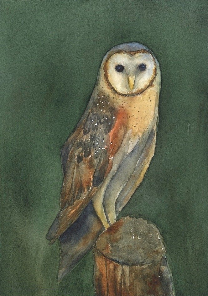 Barn Owl 3.jpg