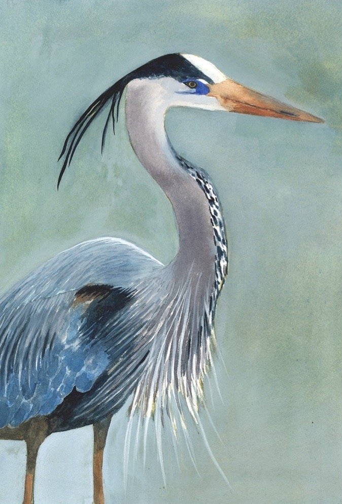 Great Blue Heron.jpg