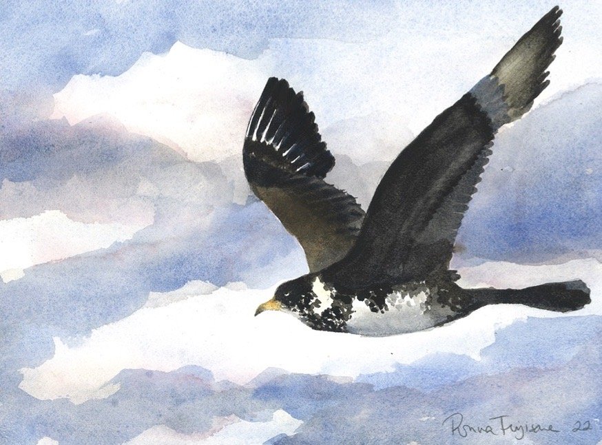 Pomarine Jaeger.jpg