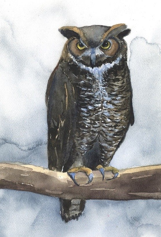 Great Horned Owl.jpg