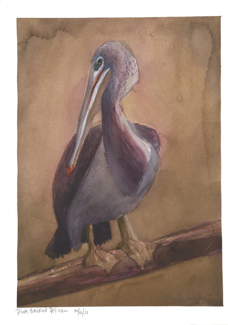 Pink Backed Pelican.jpg