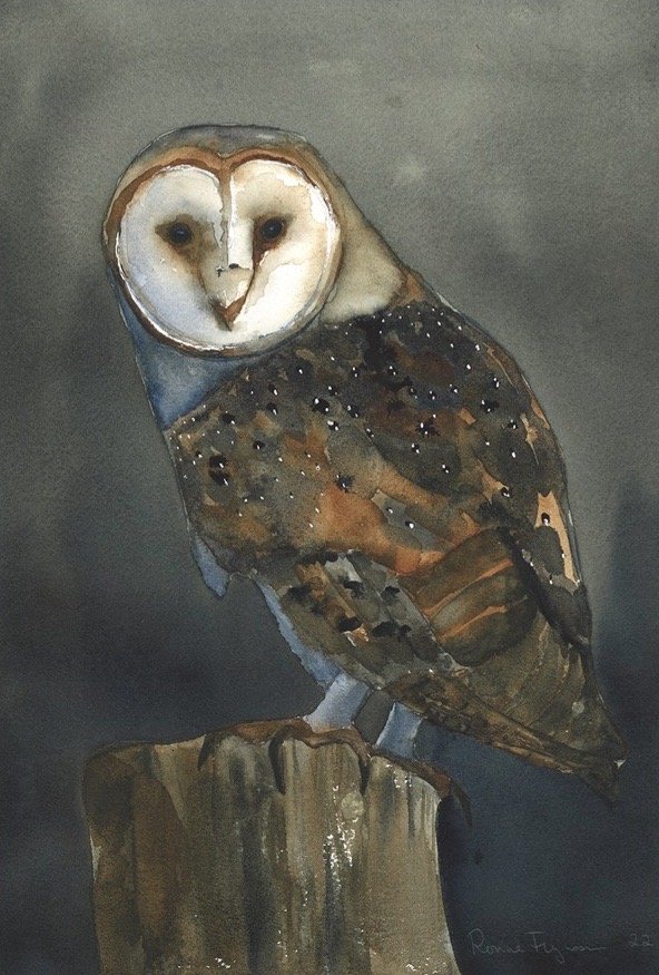 Barn Owl 1.jpg