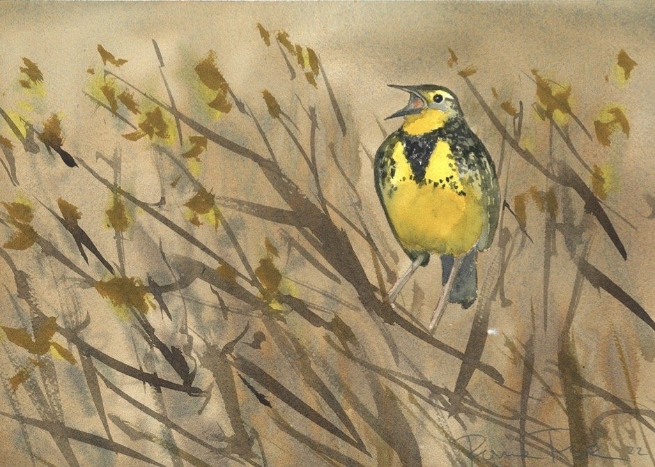 Western Meadowlark.jpg