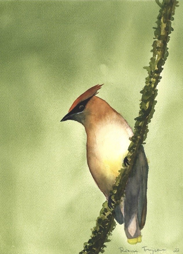 Cedar Waxwing 3.jpg