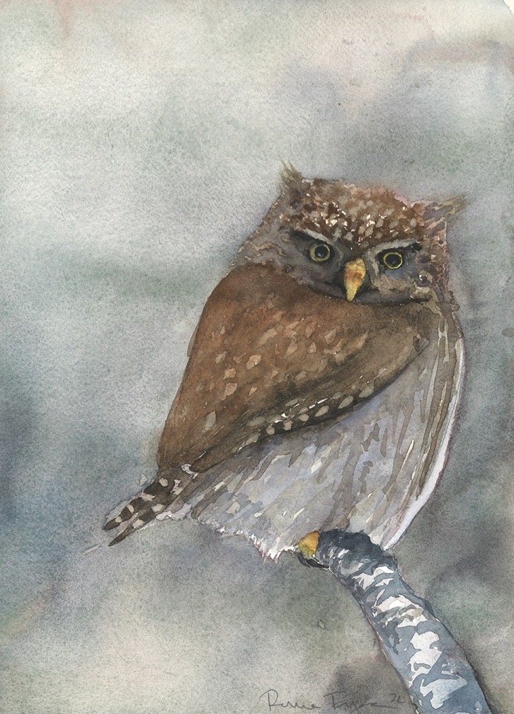 Pygmy Owl.jpg