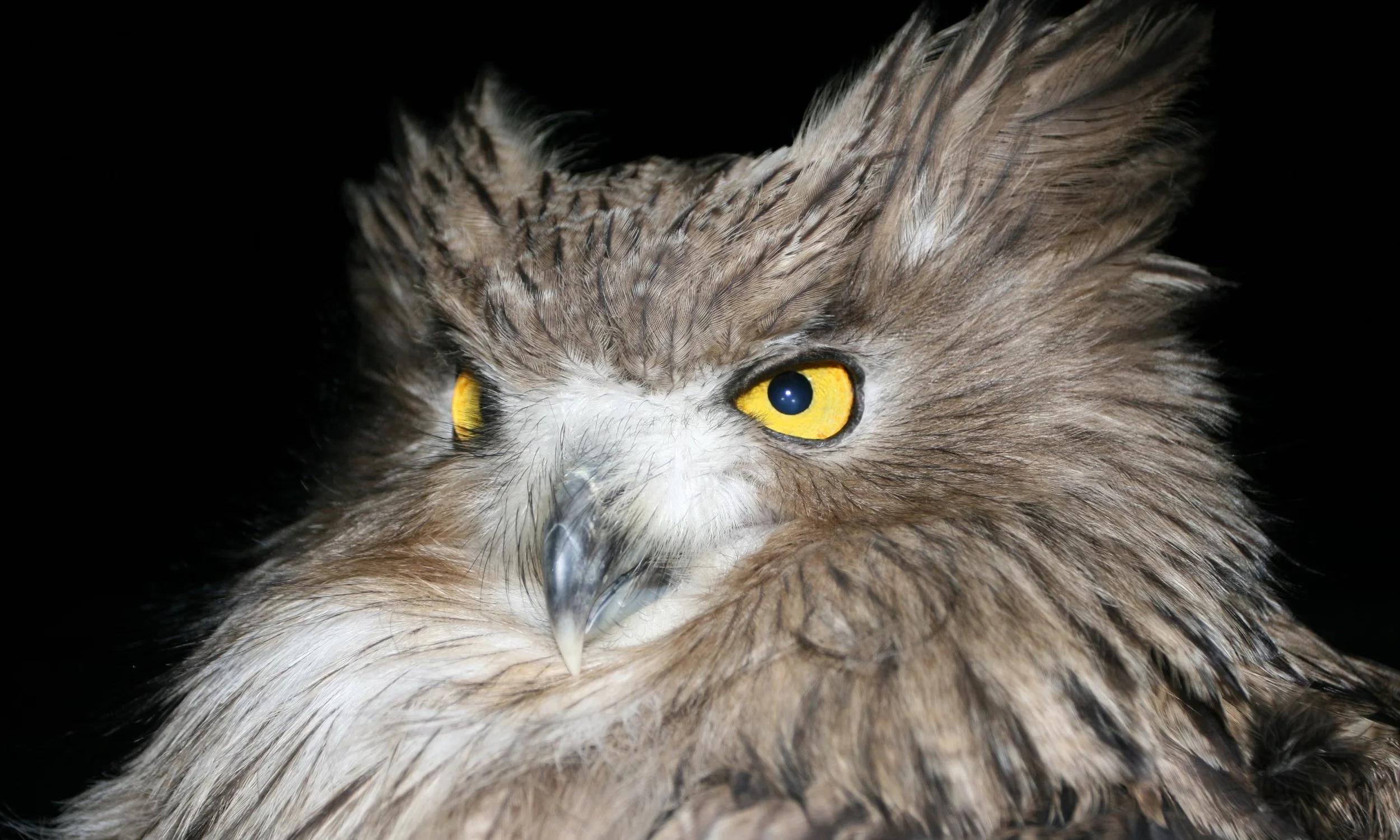 Blakiston’s fish owl