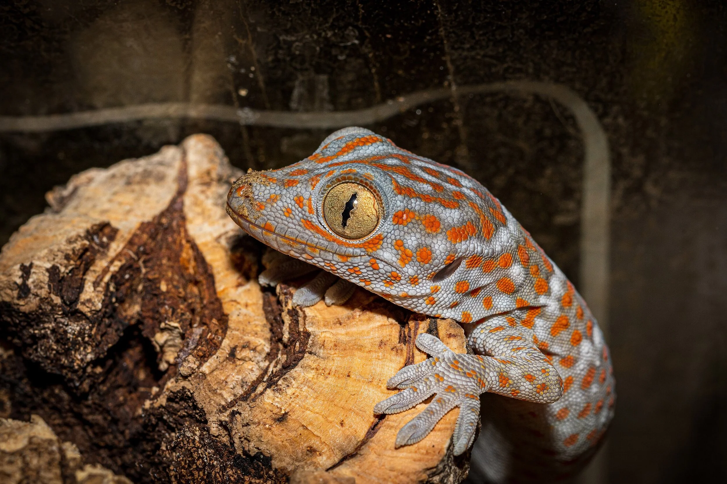 Tokay gecko