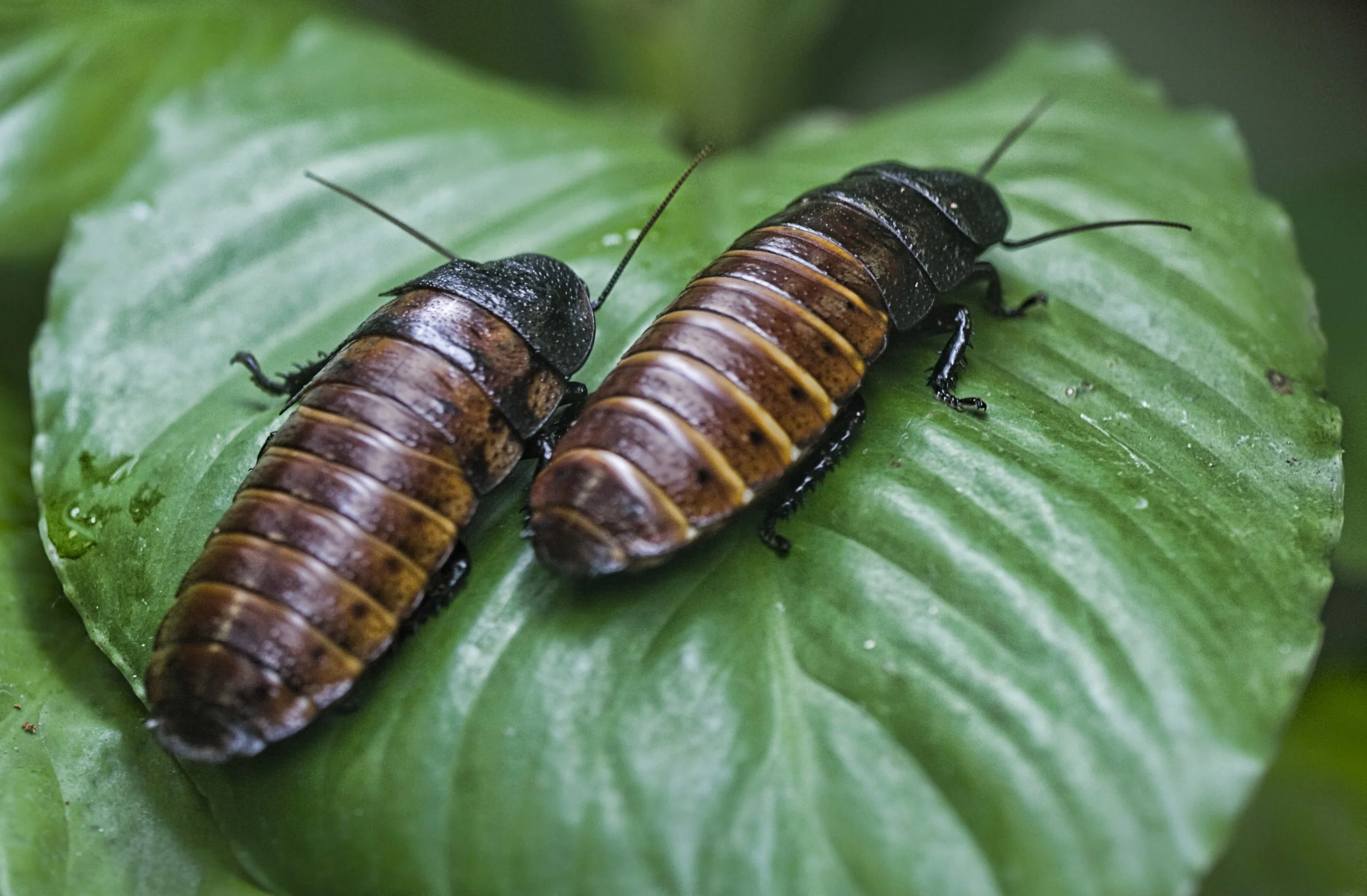 The Cockroach