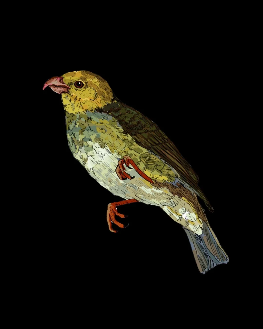 ‘ōʻū (Psittirostra psittacea)