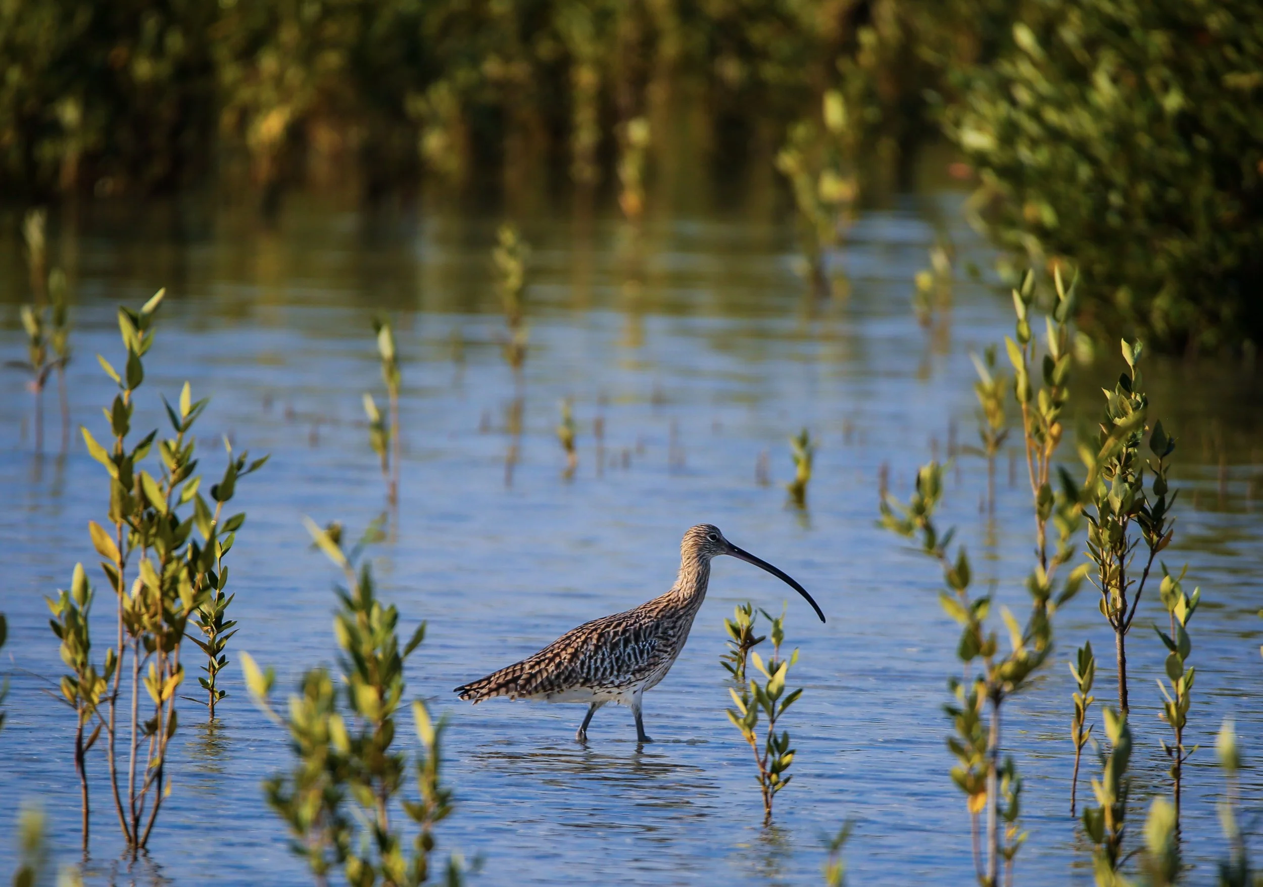 Eurasian Curlew