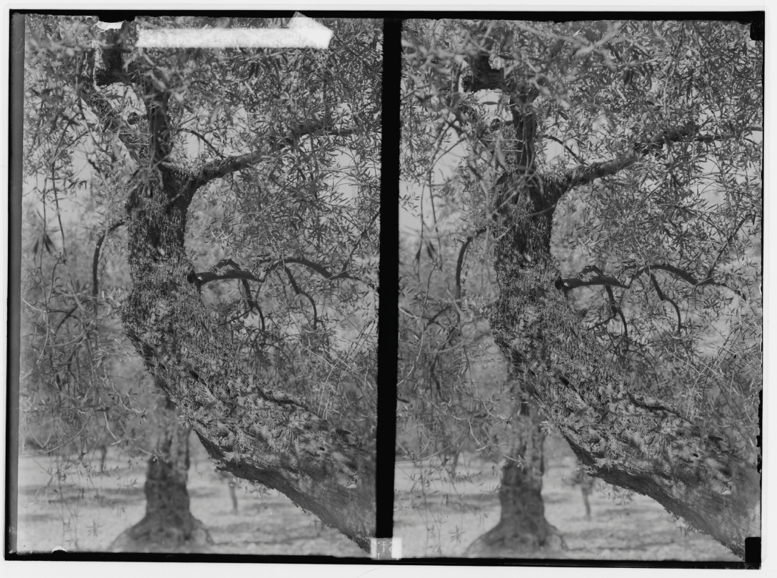 A black and white image of an olive tree.