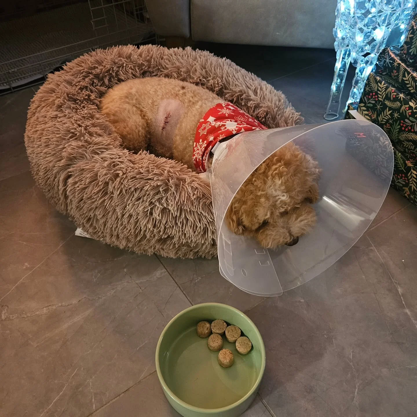 So those who collect from mine will have met our little star  Noodles.
(before anyone comes at me for having a pet, she's kept in a separate part of the house and I have still got my 5 star rating 😁)

 6 years ago, she broke her leg and needed pins,