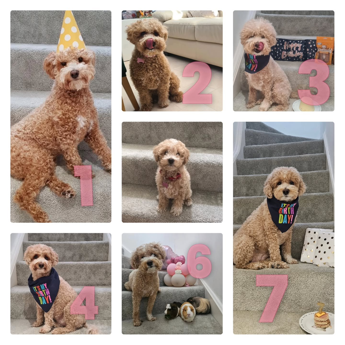 Our baby girl is 7 today!!! Always our good girl and she gets a little roast dinner tonight ❤️
Just in case of anyone who isn't aware, noodles does not wander round our kitchen zones so the food zone is fully pet free.
Being a poochon, she is also mo