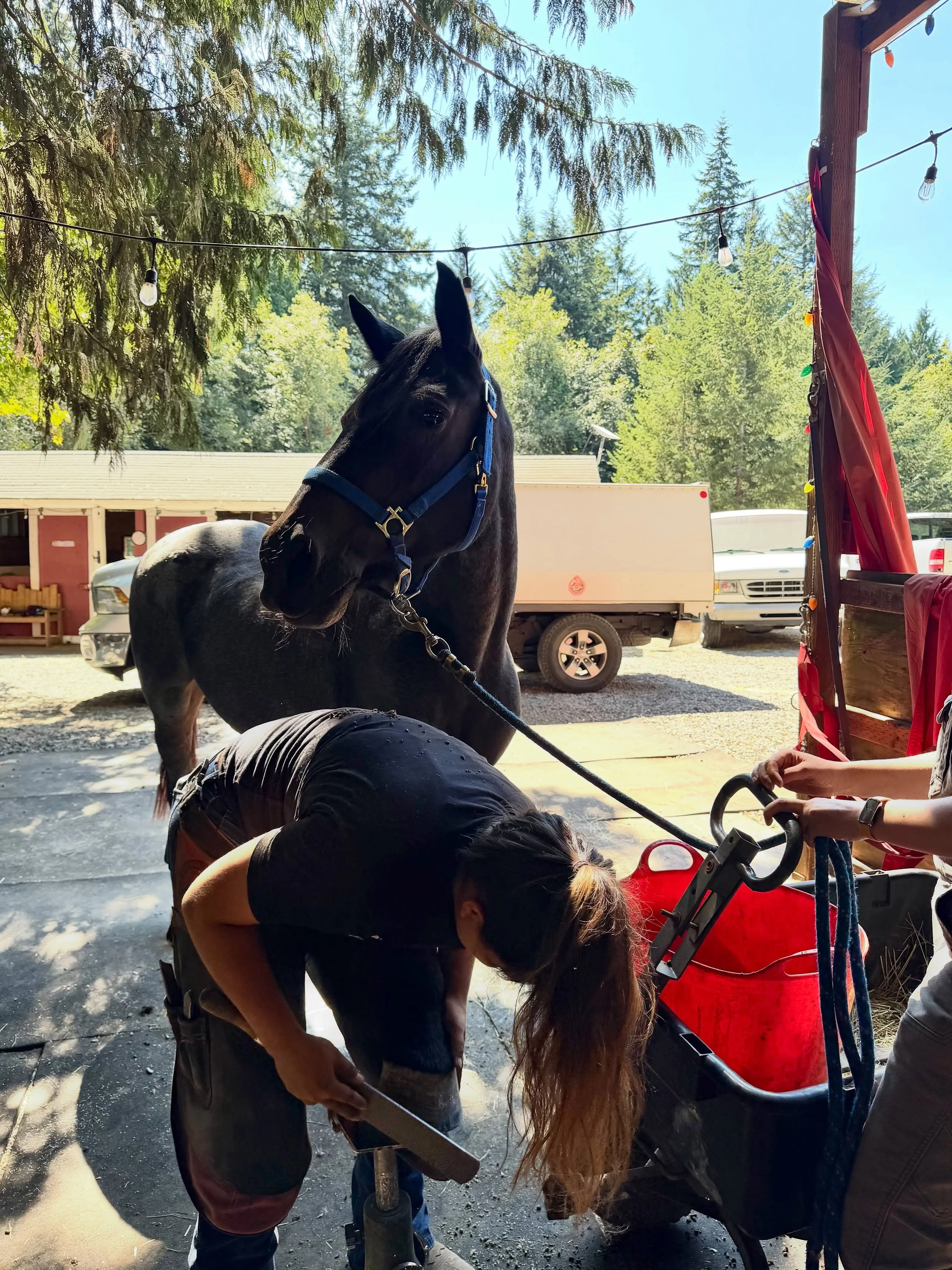 It was hoof trimming day at the sanctuary! 🤗

Unfortunately for our incredible farrier @harmonyfarrier Nana Mags decided to use her entire body as a table for her lunch drool 😂

Maggie&rsquo;s feet are looking SO good after a couple of trims. Her b