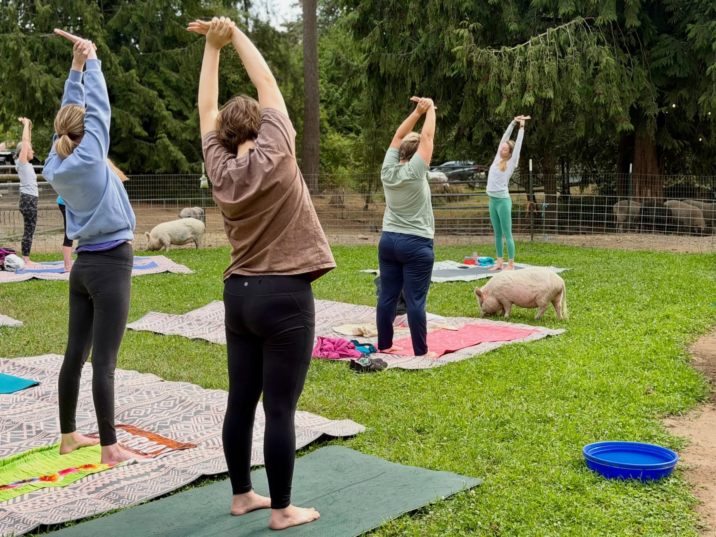 Another beautiful sold out Pig Yoga class in the books! 😍🤗🐷
We had familiar faces, new friends, perfect weather, happy pigs, and the very best vibes. 🥰

We&rsquo;ve officially sold out every Pig Yoga class this summer, which still feels a little 