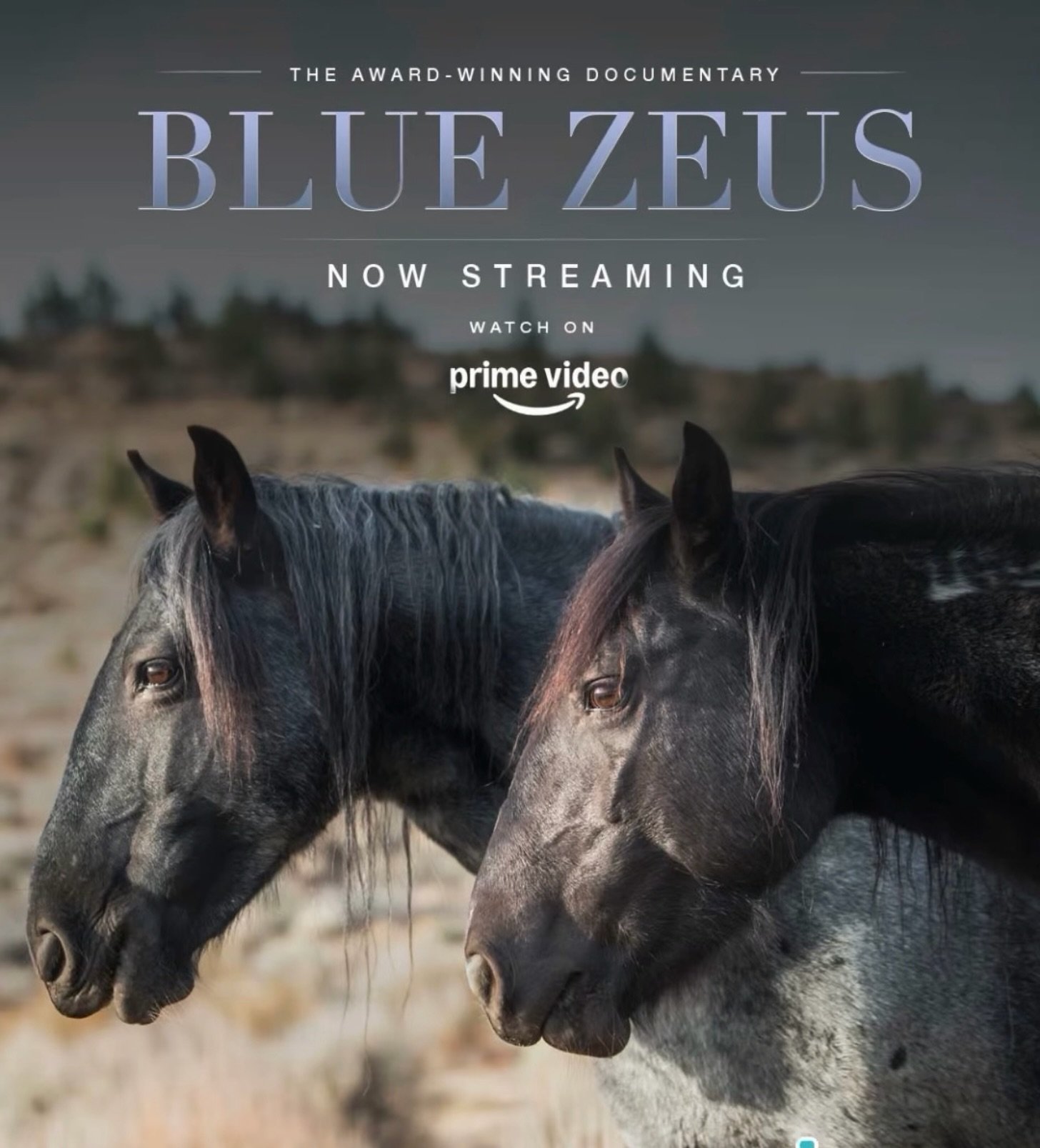 Please go watch Blue Zeus on Amazon Prime today.
This is one of the most important films about our wild horses.

@thismustanglife @skydogsanctuary