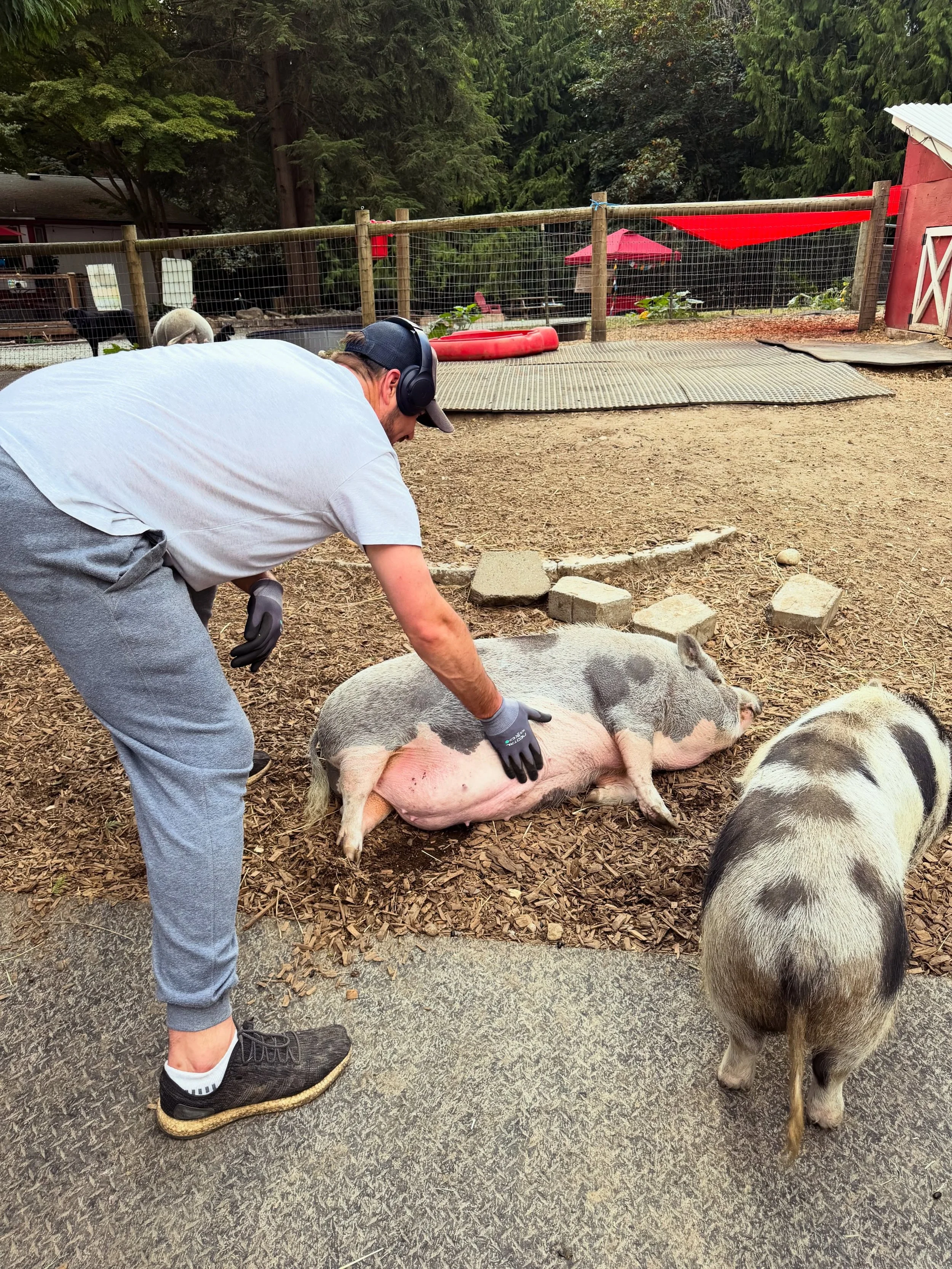 Wow. A very big little moment happened at the sanctuary today. 🥹 For the first time in FIVE years, Morty belly-flopped for Aaron!!

This might not look particularly monumental if you don&rsquo;t know their history, but Morty has never trusted Aaron.