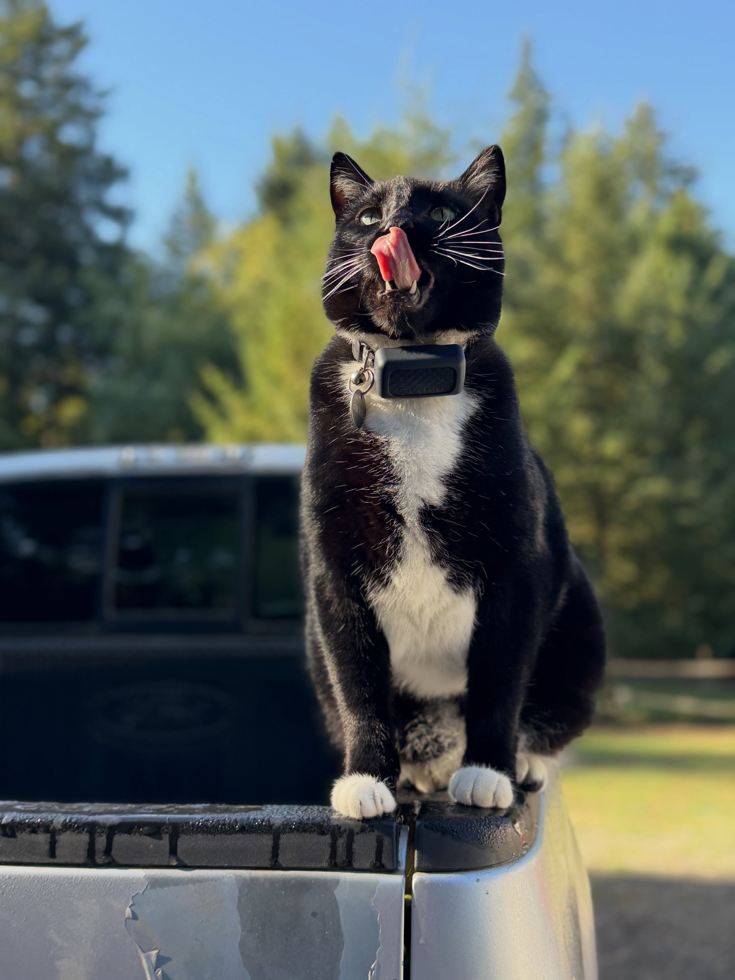 Every barn needs a barn cat. Not necessarily for pest control. Mostly for ✨the vibes✨.

Elmer&rsquo;s official duties include supervising chores, sitting directly where you&rsquo;re trying to work, inspecting all vehicles, judging everyone from a dis