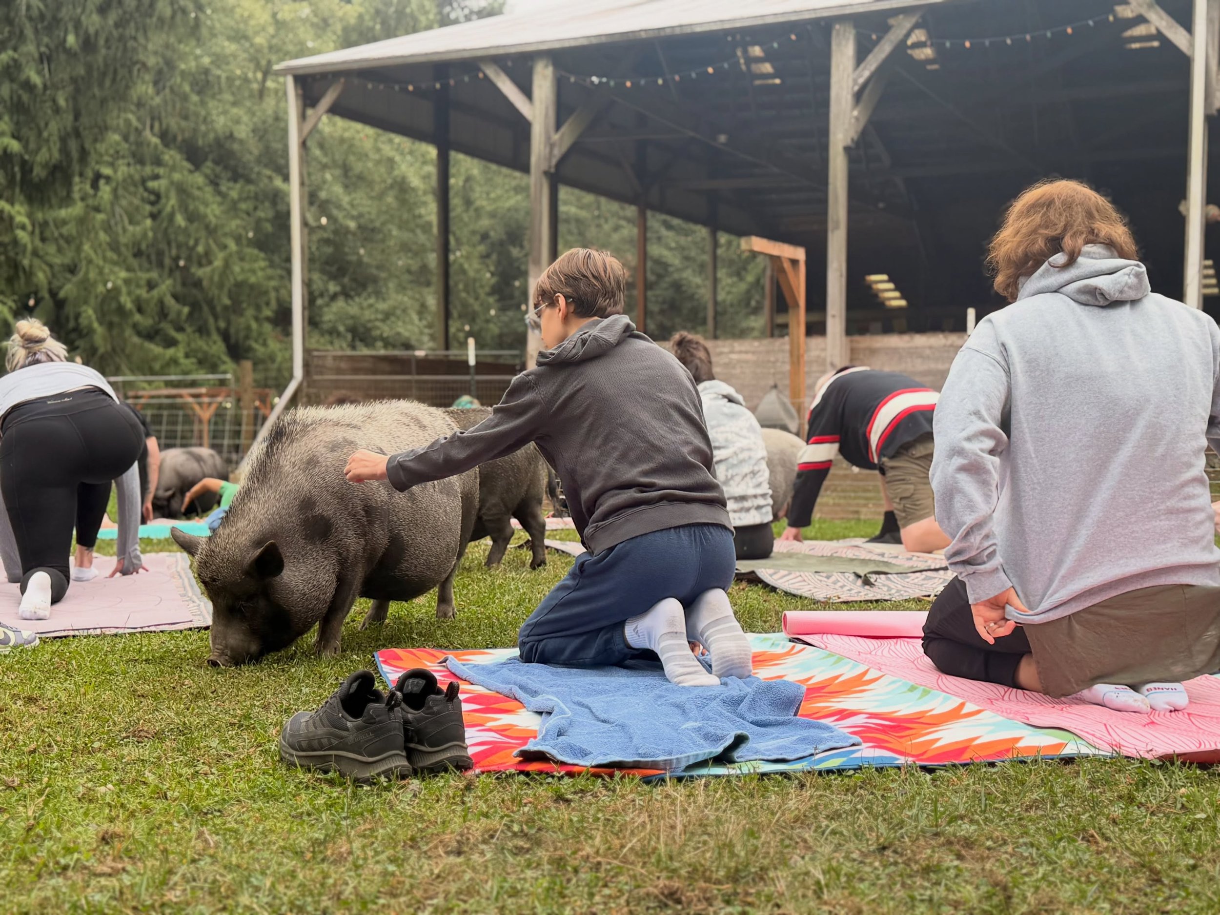 I can&rsquo;t believe it&hellip; today was our last Pig Yoga session of 2026! 
What a summer! 🐷🥹

To every single person who came out, rolled out a mat, laughed with us, got distracted by pigs, took approximately 400 photos instead of doing yoga 😂