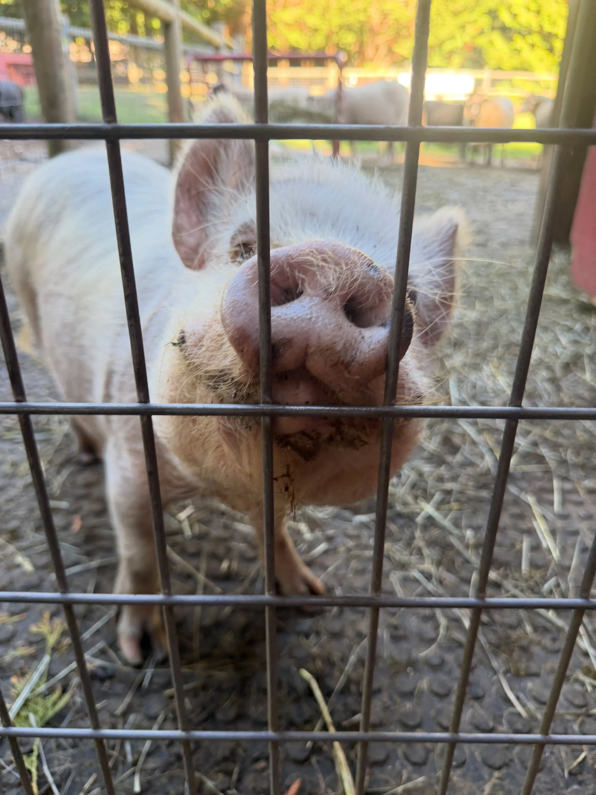 Lil Miss Petunia had some Nutter Butter cookies today and put on her cutest smile in an attempt to get a few extra 🥹🐷 It&rsquo;s hard to say no to that little heart shaped snoot! 🍪