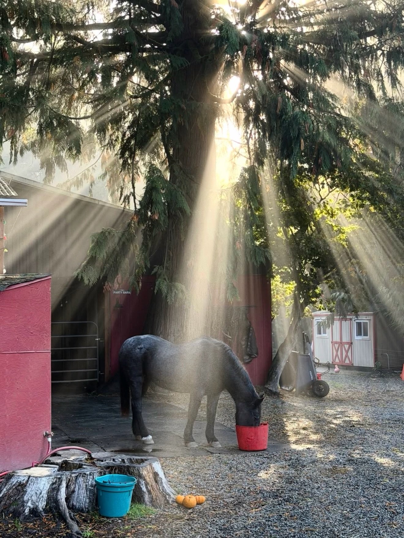 Life has been so unmanageably busy and stressful lately, but I walked out of my house to this scene this morning. Our newest rescue, Maggie, basking in the most stunning light. It just made me stop and sit in gratitude for the life of service I&rsquo