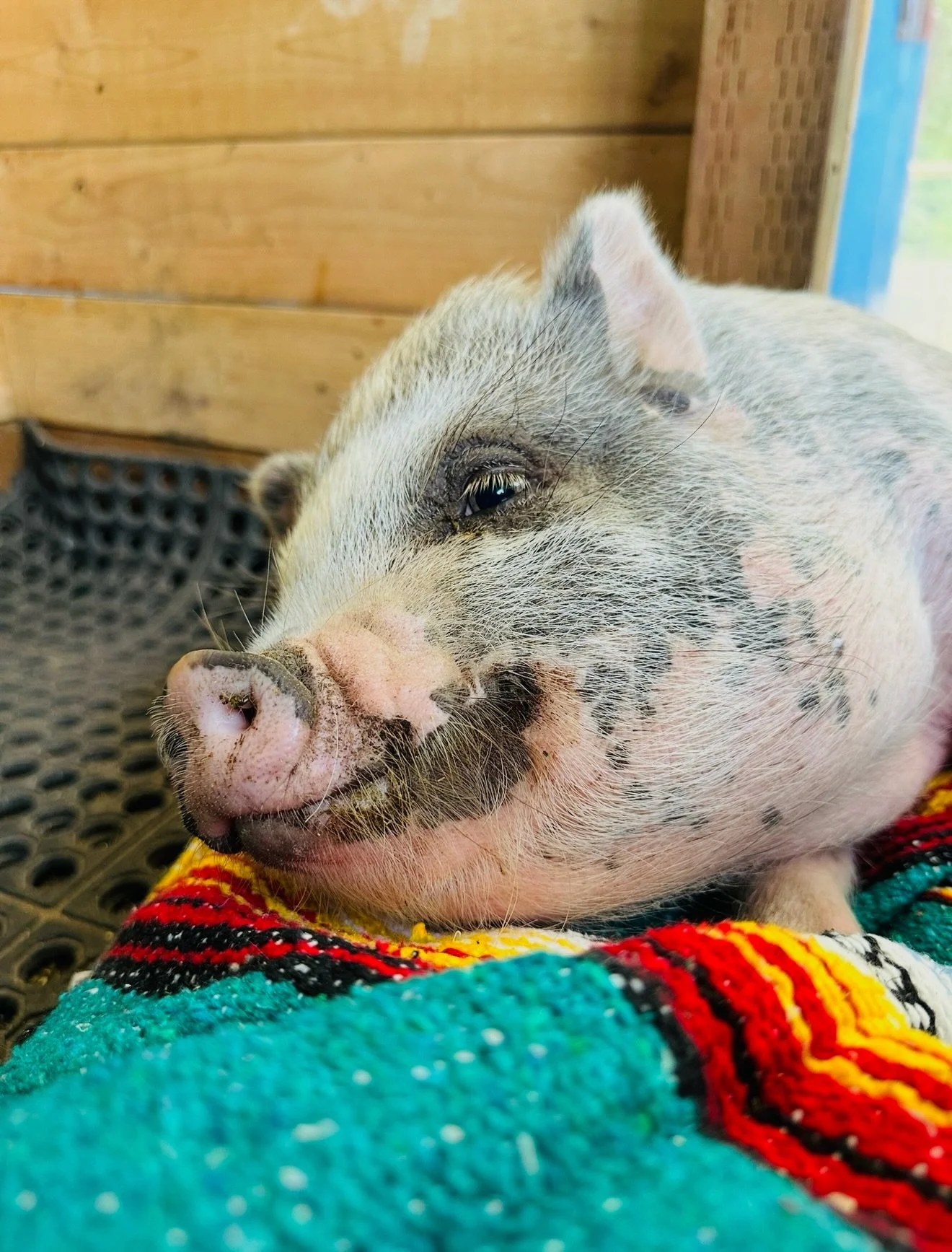 Three years ago this November, we got a call from a man desperately trying to find a home for his &ldquo;micro teacup mini pig.&rdquo; 🐷

He&rsquo;d gotten the pig as a therapy animal for his son, but his son turned out to be severely allergic. No o