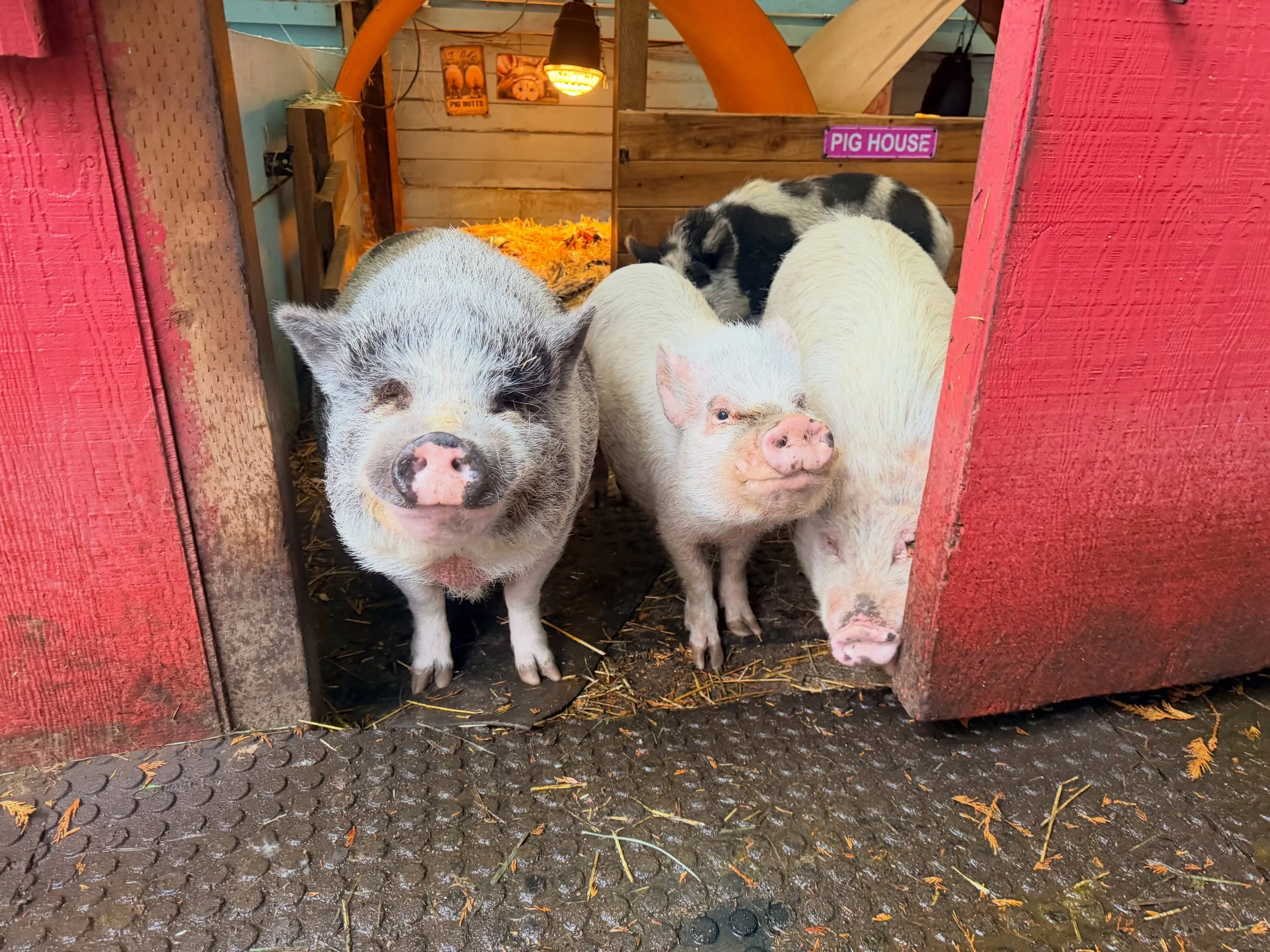 We&rsquo;ve arrived at our first truly wet and cold day of the season 🥶☔️

I don&rsquo;t think any of us are quite ready for it, but here we are! The gloves, beanies, coveralls, and especially the mud boots are back in full rotation!

Taking care of
