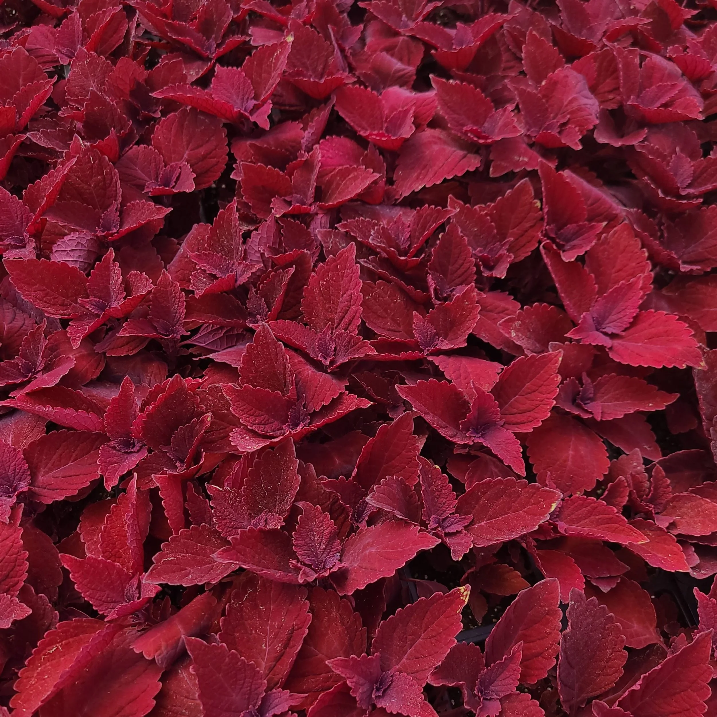 Main Street Beale Street